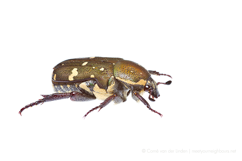 <!--Glycyphana stolata, Brown flower chafer-->